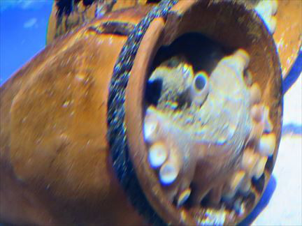 R_10154148_791089864274335_8348360523222252009_n.jpg