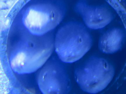 R_10997480_791089297607725_7563264824442019771_n.jpg